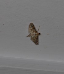 Cotachena hicana