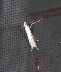 Euclasta maceratalis