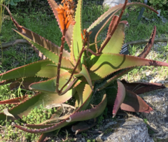Aloe cameronii