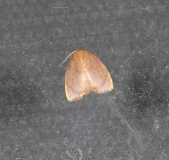 Hemonia micrommata