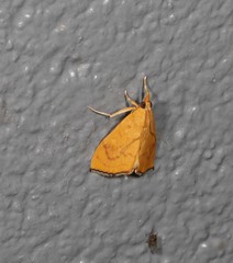 Hyalobathra brevialis