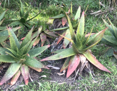 Aloe longibracteata