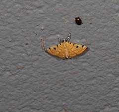 Notarcha