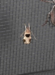 Helcystogramma hibisci