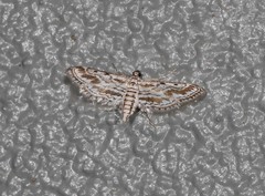 Parapoynx dentizonalis