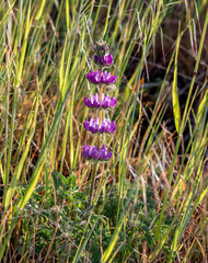 Lupinus microcarpus microcarpus