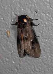 Psalidostetha banksiae