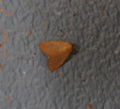 Rivula everta