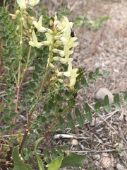 Astragalus beckwithii