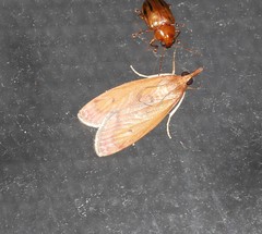 Syntonarcha vulnerata