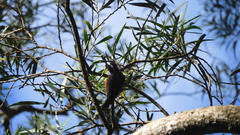 Sittiparus castaneoventris