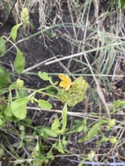 Barleria crossandriformis