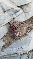 Hamatocactus hamatacanthus