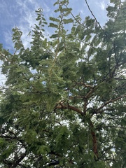 Vachellia rehmanniana