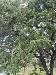 Vachellia rehmanniana