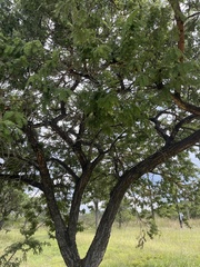 Vachellia rehmanniana