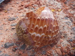 Tonna perdix