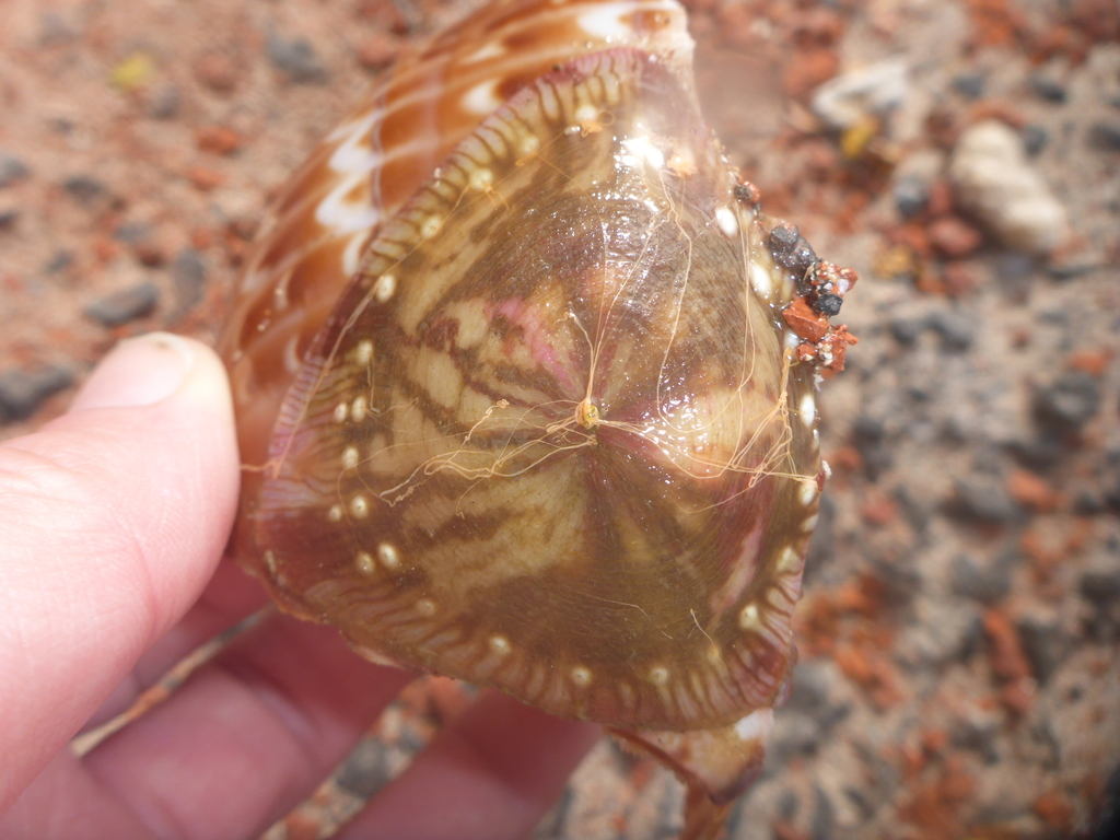Calliactis polypus
