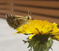 Chirgus bocchoris trisignatus