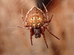 Araneus acuminatus