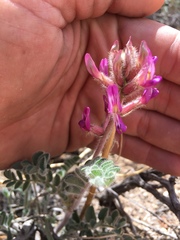 Astragalus malacus