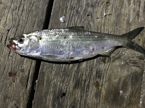 Bonejack (Alosa mediocris) — Clupeidae — 5