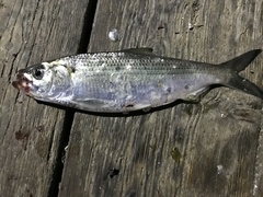 Alosa mediocris