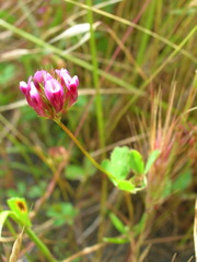 Trifolium gracilentum