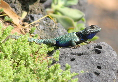 Crevice Swift photo 5