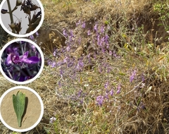 Teucrium oliverianum