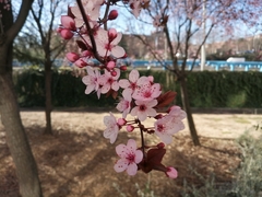 Prunus