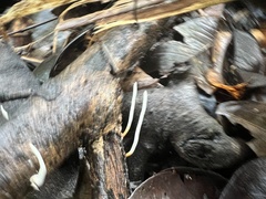 Polyporus guianensis