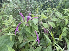 Siphocampylus cordatus