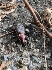 Carabus nankotaizanus