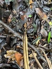 Polyporus guianensis