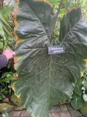 Thaumatophyllum speciosum