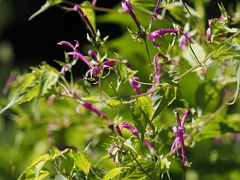 Siphocampylus cordatus