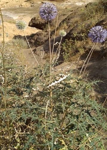 Bicolour globe thistle (Echinops dichrous)