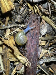 Oxychilus draparnaudi