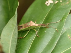 Homoeocerus rubromaculatus