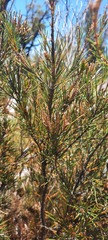 Allocasuarina acuaria