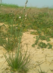 Asphodelus tenuifolius