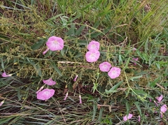 Convolvulus chinensis