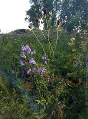 Adenophora stenanthina