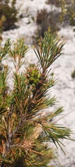 Allocasuarina acuaria