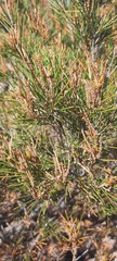 Allocasuarina acuaria