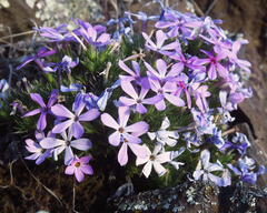Phlox douglasii
