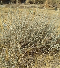 Convolvulus oxyphyllus