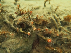 Ralpharia magnifica