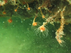 Ralpharia magnifica
